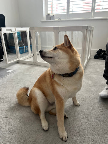 Calm dog sitting in a softly lit room, looking off to the side with a peaceful expression. A quiet moment in a personalised safe space.