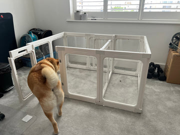 Senior dog walking into a soft enclosure at home, viewed from behind. A gentle, real-life moment showing a safe space for comfort and recovery.