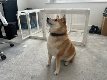 Senior dog sitting calmly in front of a soft indoor pet pen, looking off with a relaxed expression. A peaceful moment in a safe, gentle home space.