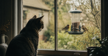 Why Does My Cat Chirp at Birds? (The Window Commentary, Translated)