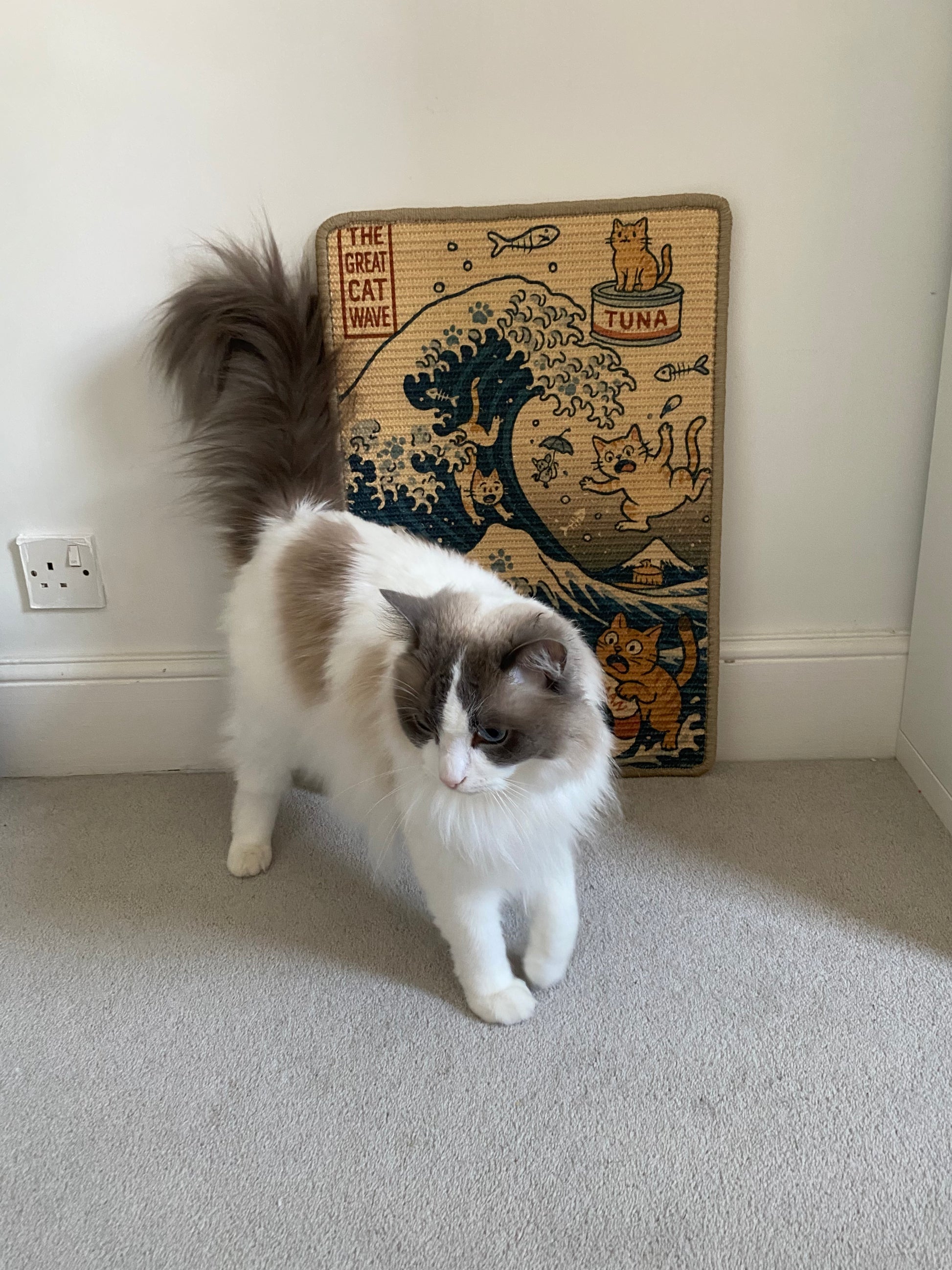 Cat standing on a carpeted floor with a The Great Cat Wave sisal scratching mat in the corner.