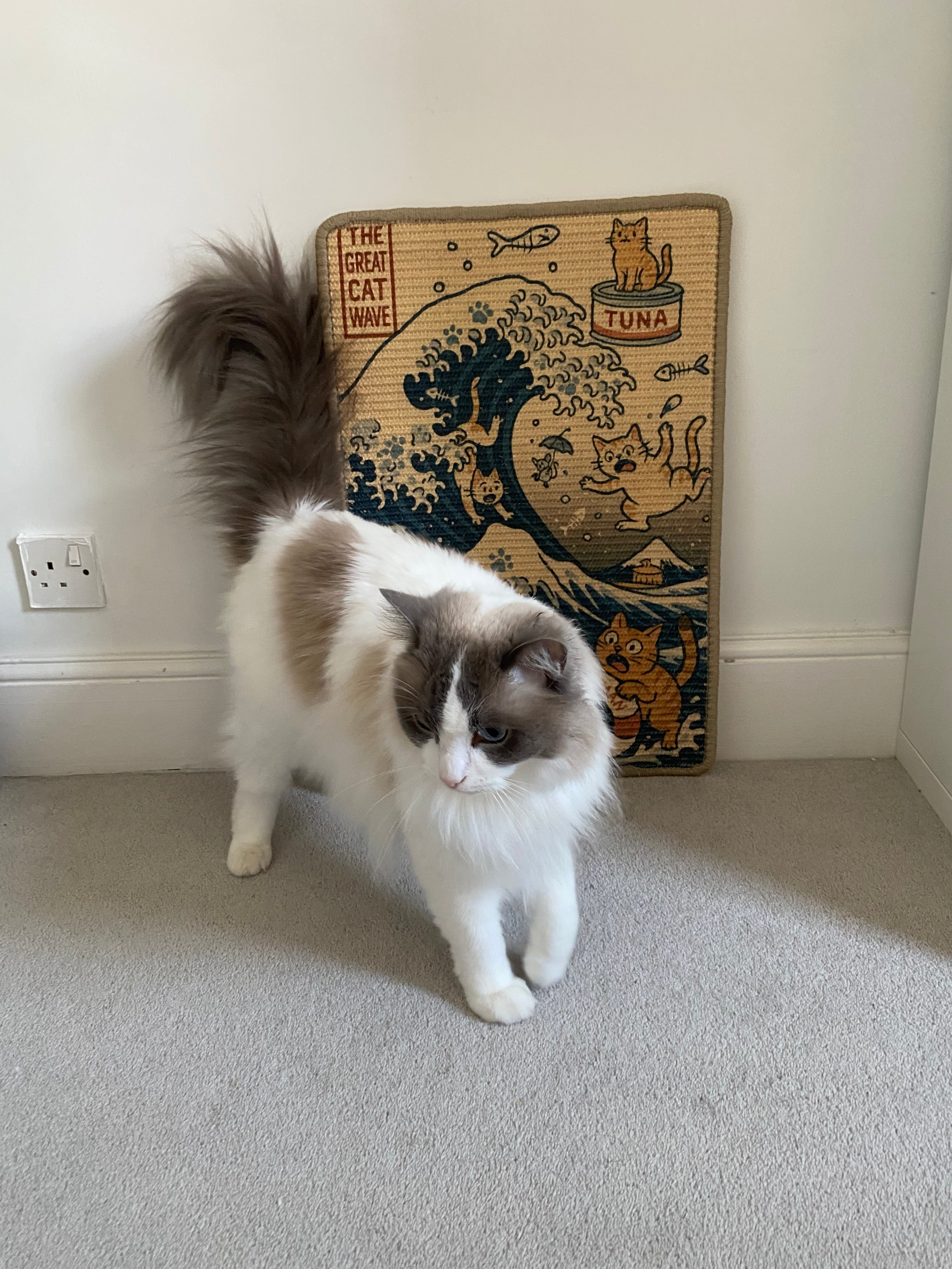 Cat standing on a carpeted floor with a The Great Cat Wave sisal scratching mat in the corner.