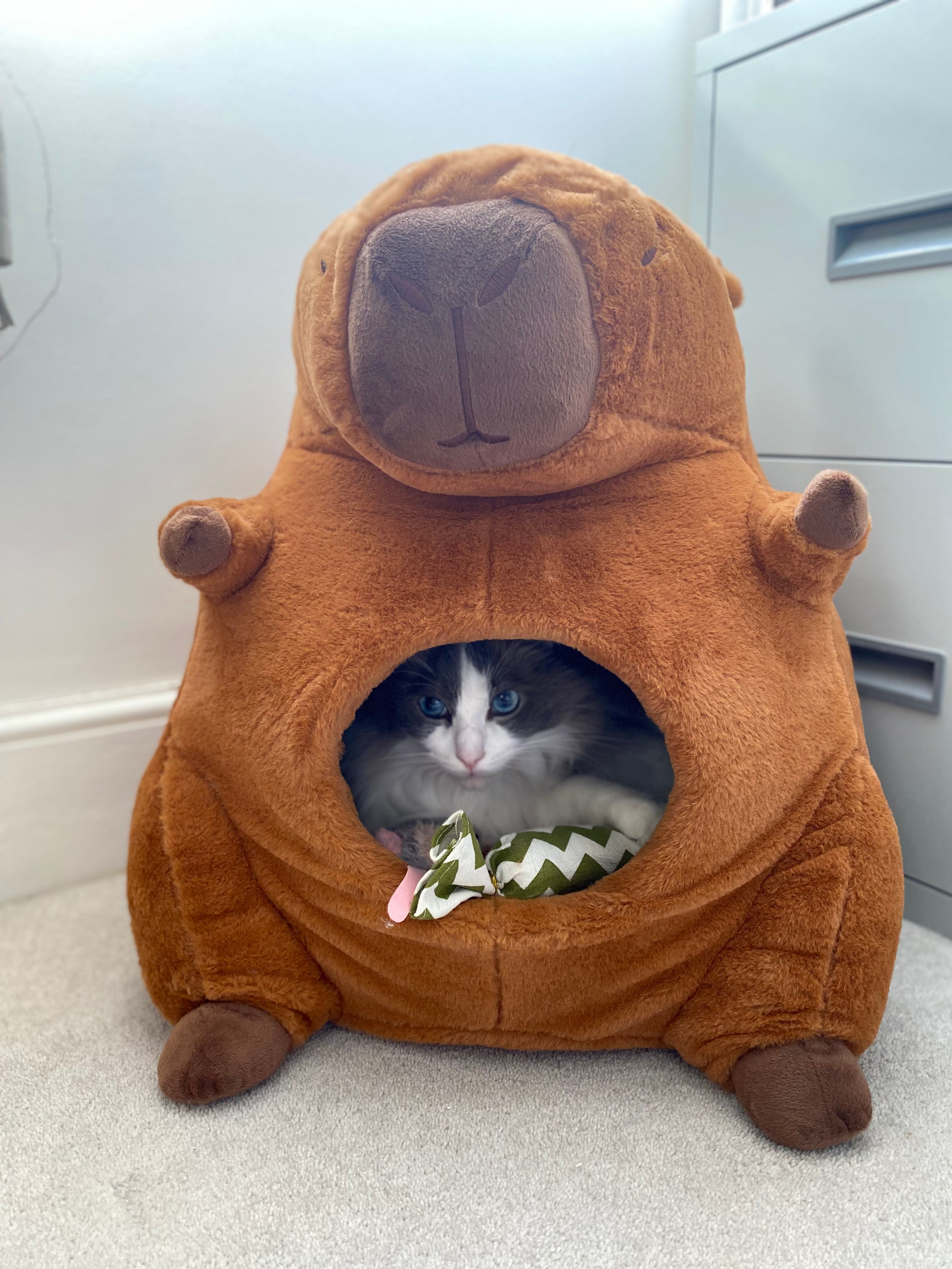 Capybara Cat House
