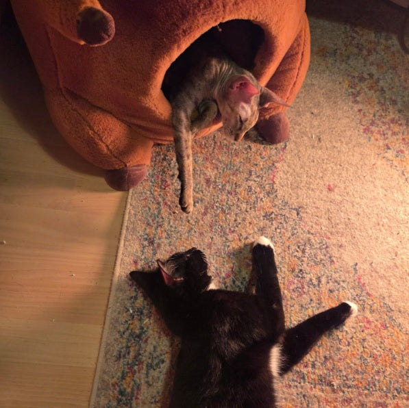 Personalised Capybara Cat House | Structured Cat Bed That Keeps Its Shape – Beige PU Name Tag