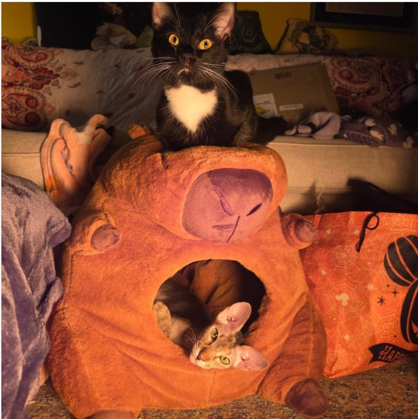 Personalised Capybara Cat House | Structured Cat Bed That Keeps Its Shape – Beige PU Name Tag